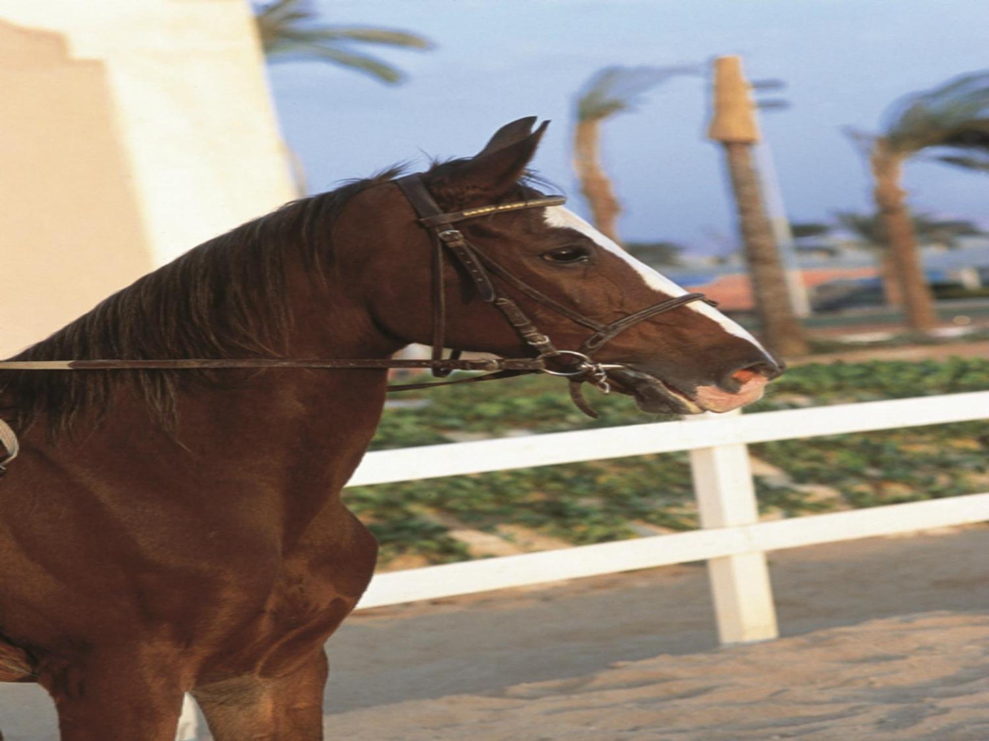 开罗艾尔萨拉姆协和酒店 外观 照片 A horse wearing a snaffle bridle